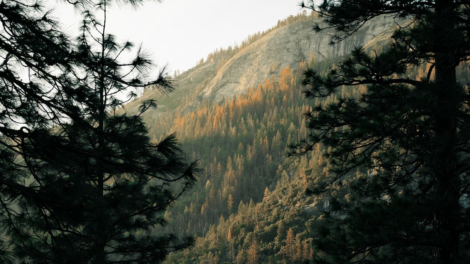 Autumn-coloured trees on a sunlit mountain hillside framed by dark pine branches